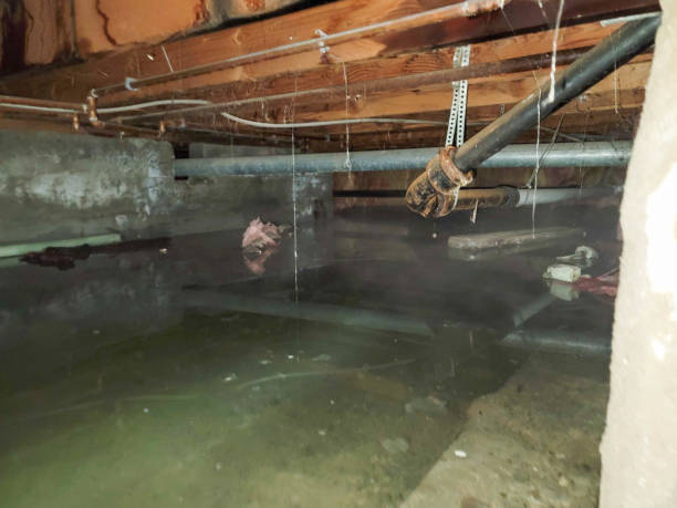 Best Carpet water damage restoration  in Spring Valley, AZ
