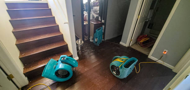 Best Mold removal after water damage  in Spring Valley, AZ