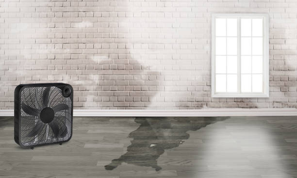 Best Flood restoration services  in Spring Valley, AZ
